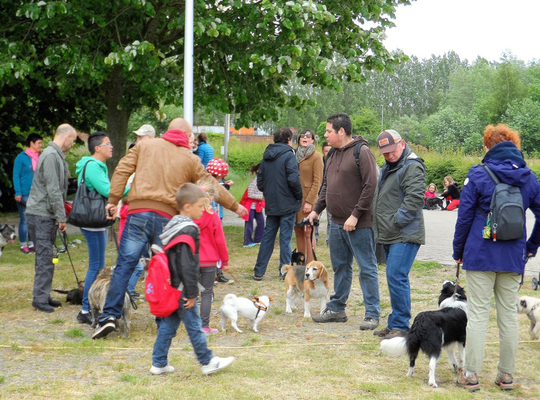Hondenwandeling 2015 Hondenwandeling 2015